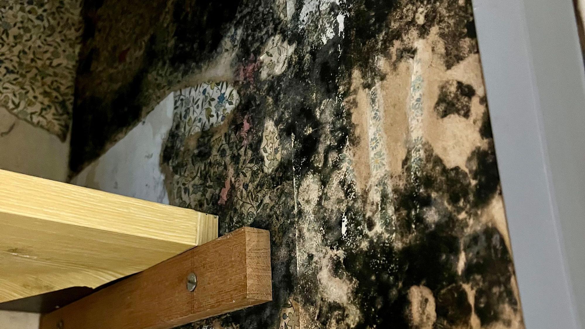 Seit Monaten wird der Schimmel in einer LEG Wohnung nicht beseitigt.