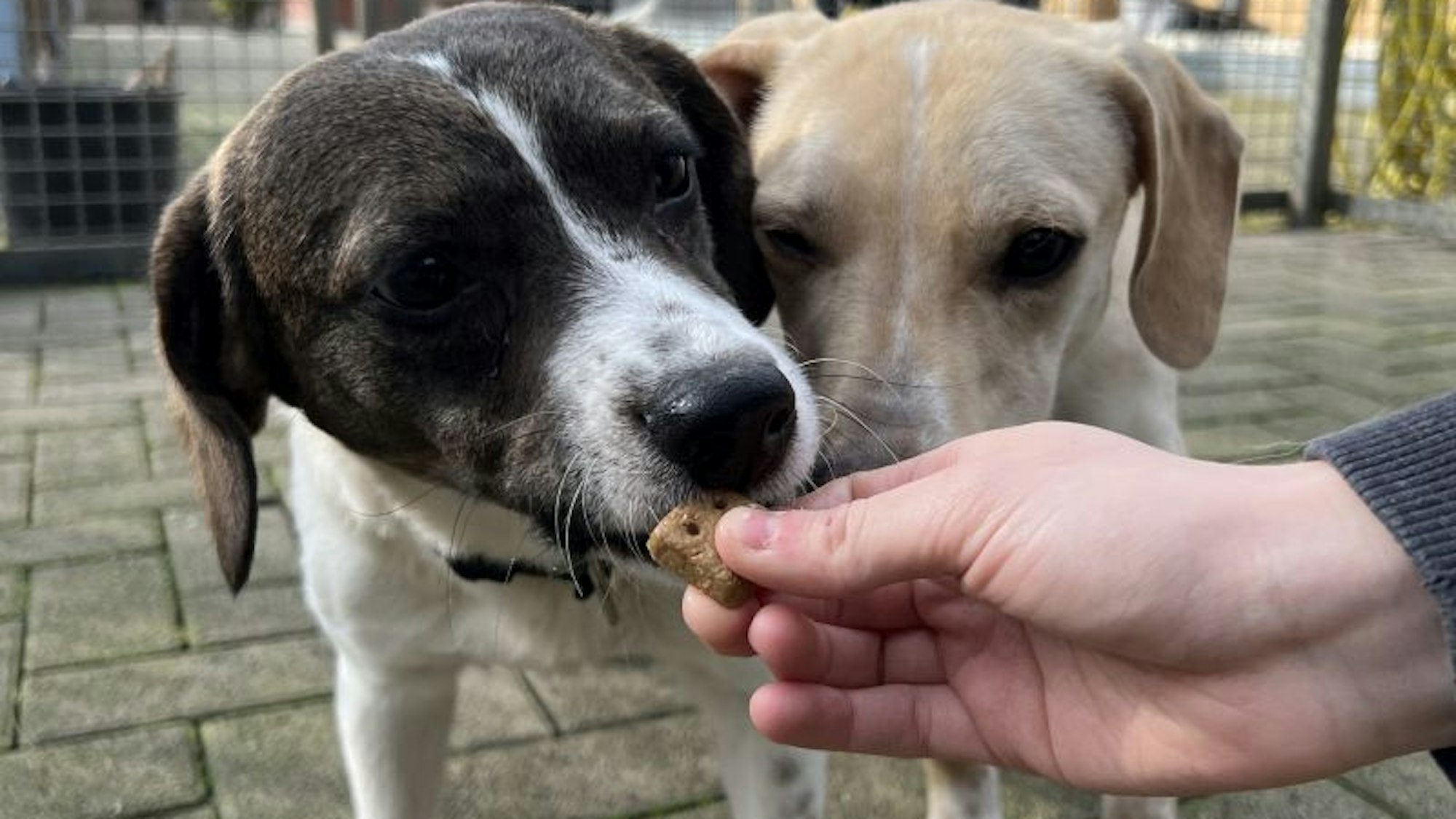 Zwei süße Hunde bekommen ein Leckerli.