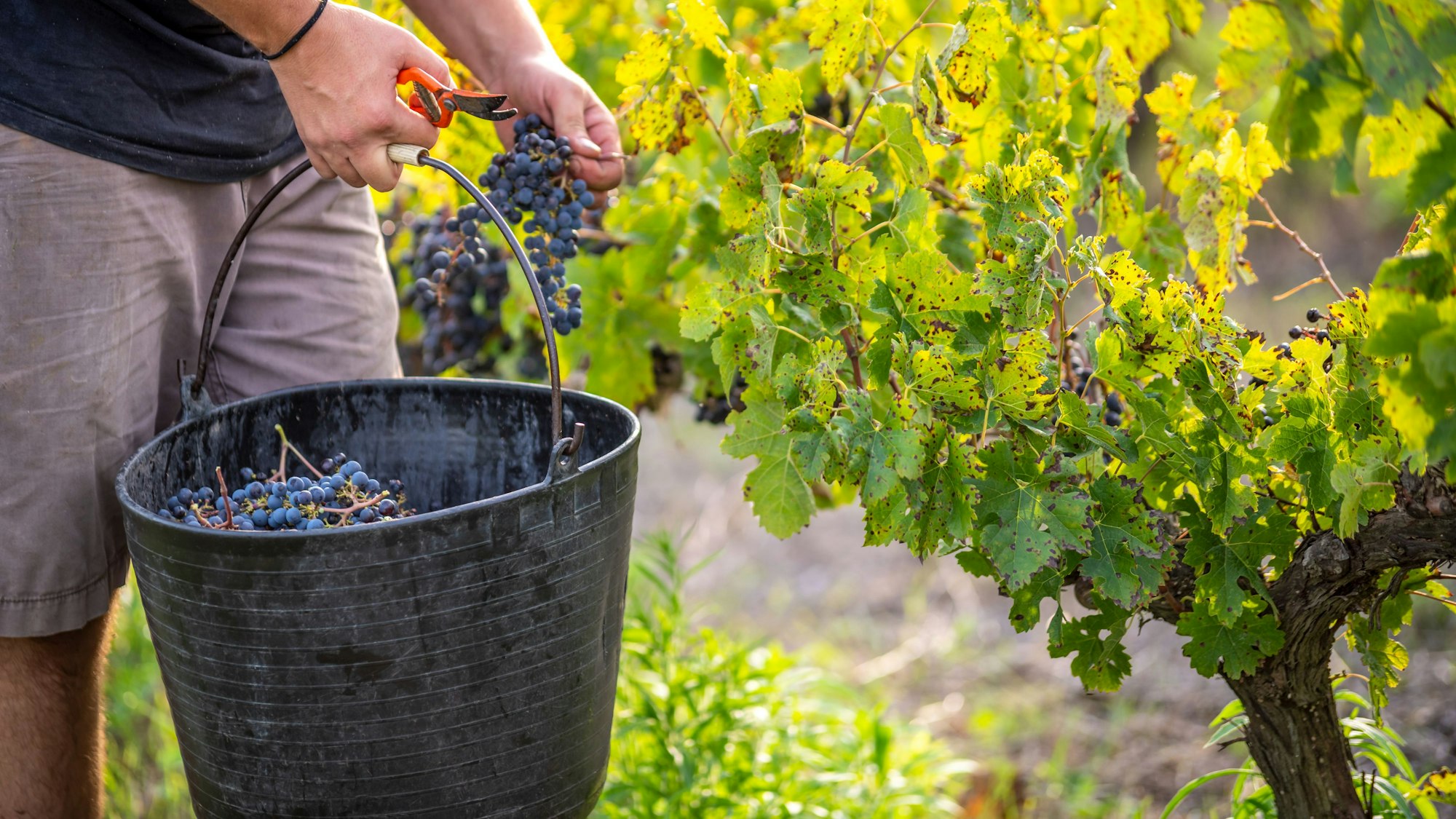 Weinbauer bei der Ernte Foto: Getty Images/Eloi_Omella