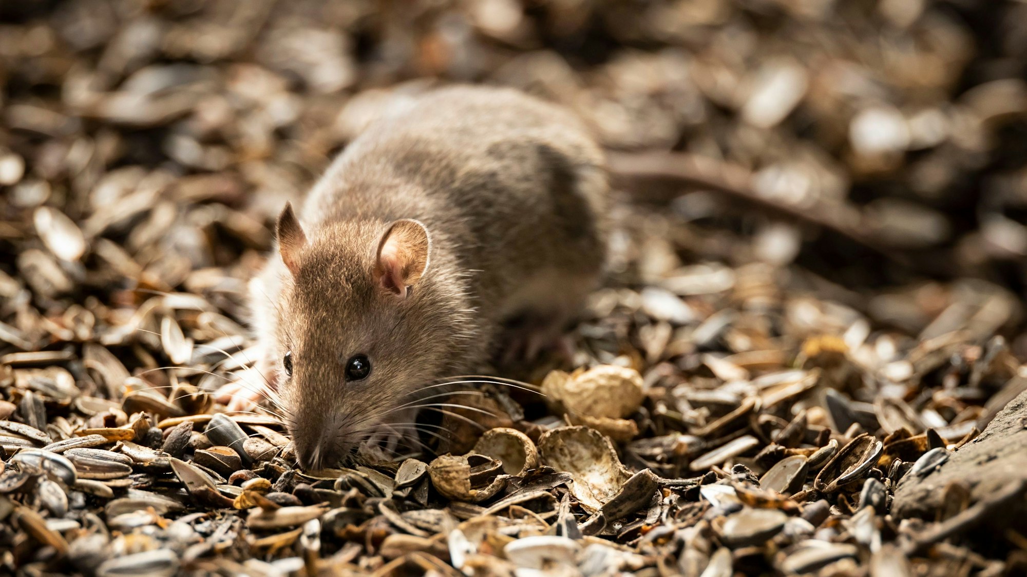 Auf einem Spielplatz in Sinthern wurden Ratten gesichtet. (Symbolfoto)