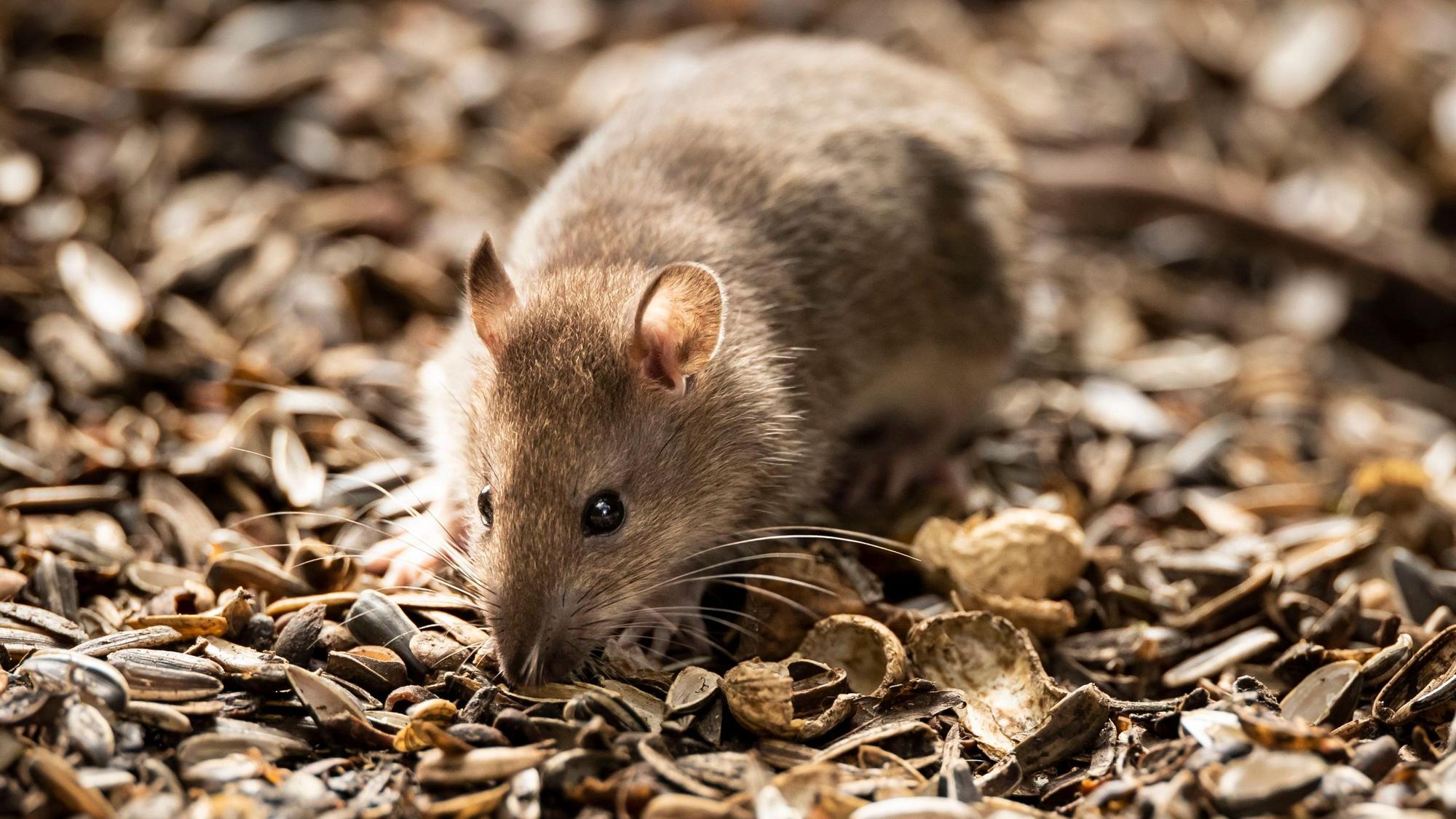 Eine Ratte. (Symbolfoto)