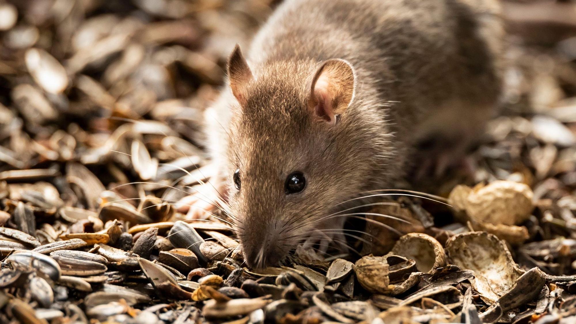 Zu sehen ist eine Ratte.