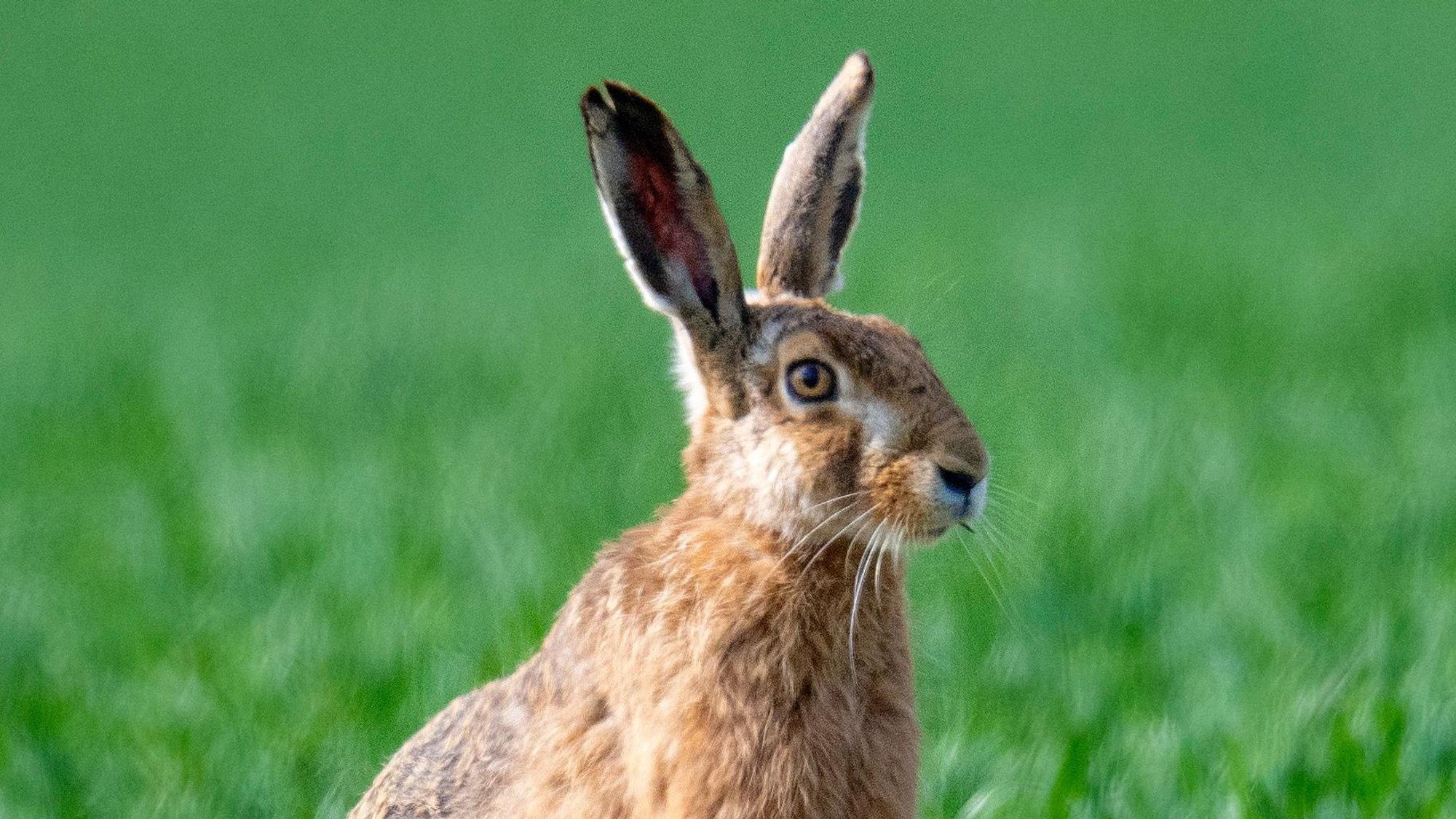 Ein Feldhase sitzt auf einem Acker. Bei einem verendeten Hasen in Würselen in der Städteregion Aachen ist die Hasenpest nachgewiesen worden. (Symbolbild)