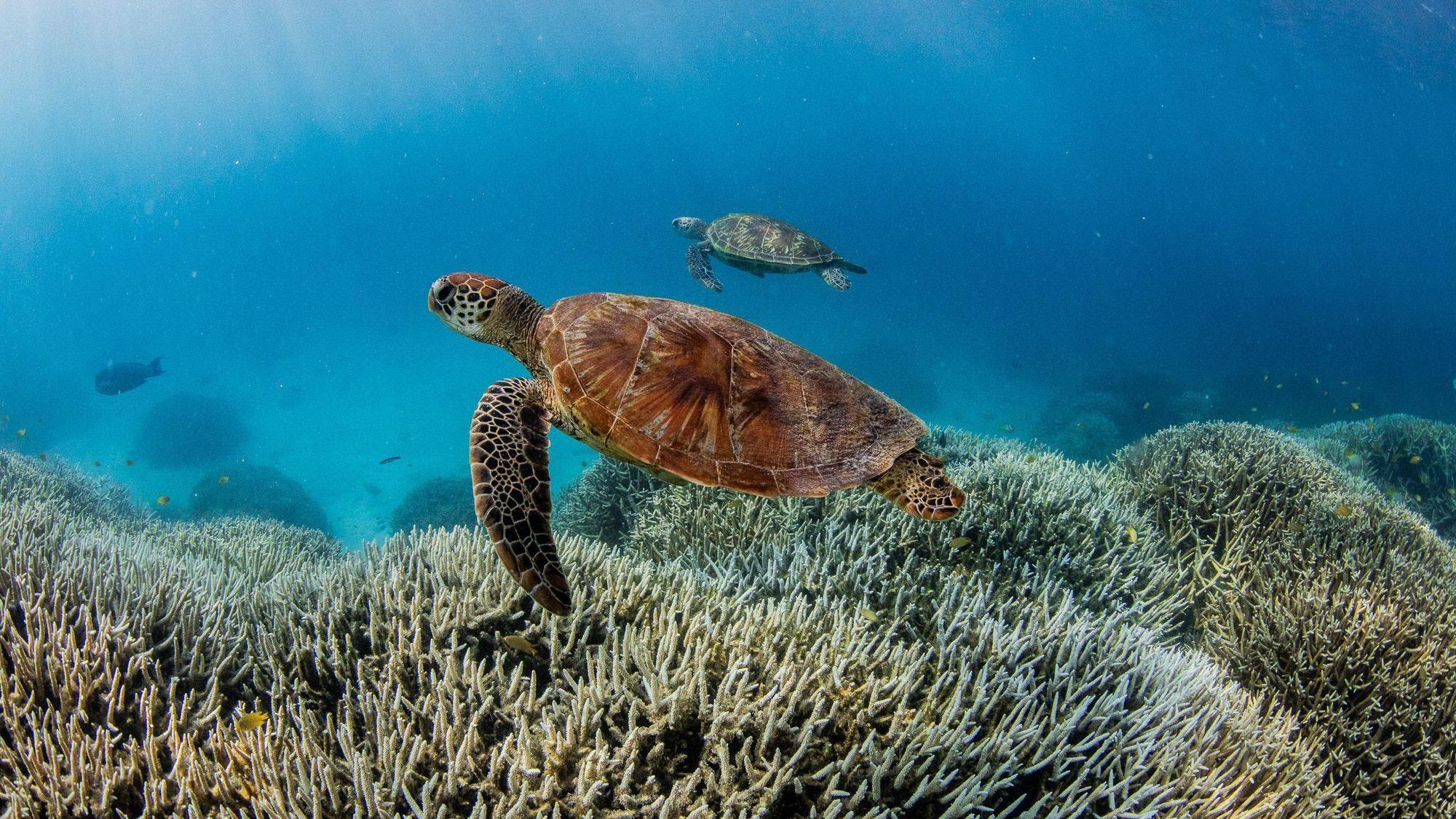 Schildkröten schwimmen im südlichen Bereich des Great Barrier Reefs.