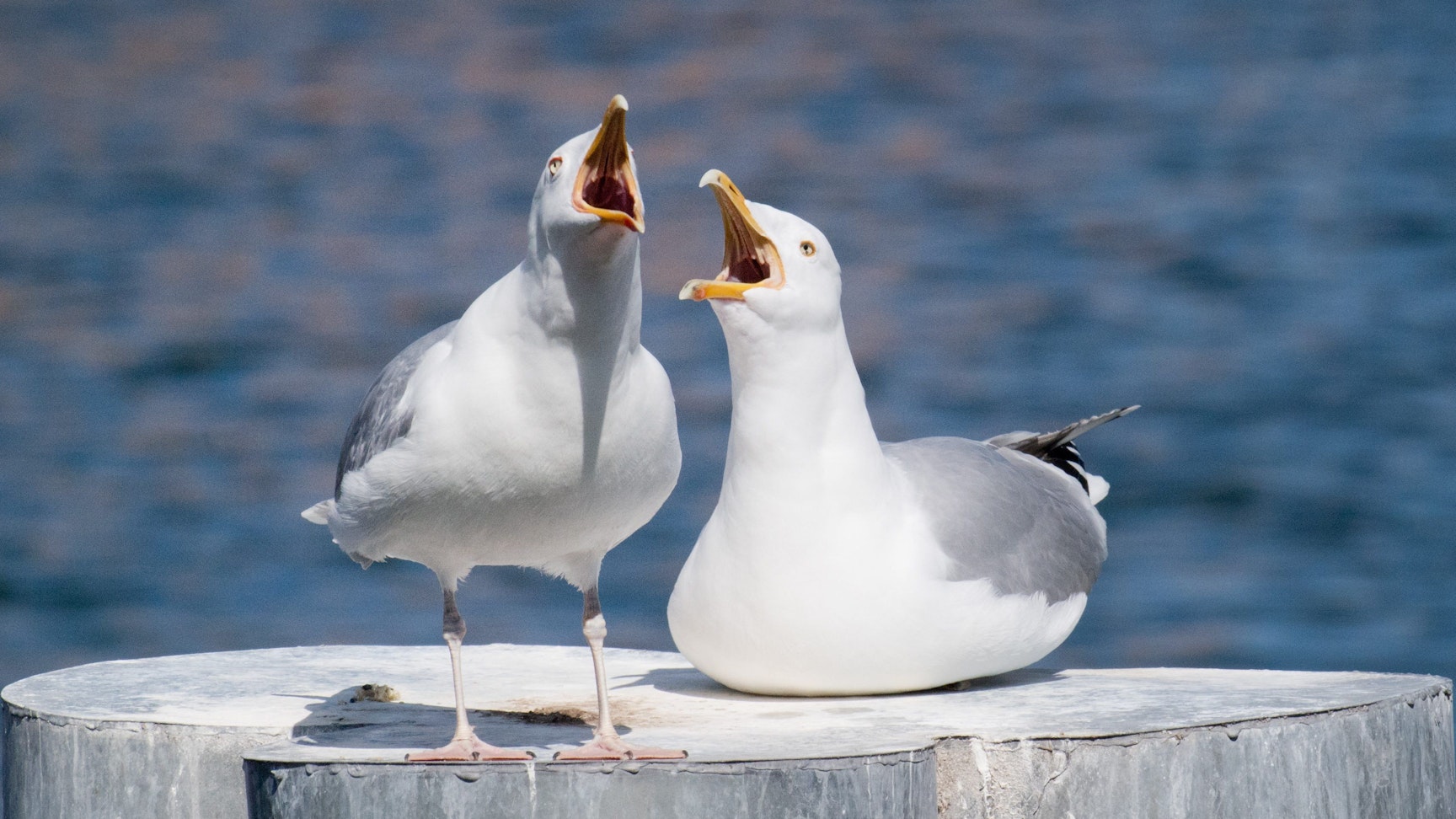 Möwen stehen im Hafen von Stralsund auf einem Poller.