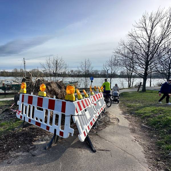 Ein Baumstumpf ist von Baken umstellt, dahinter ist der Rhein zu sehen.