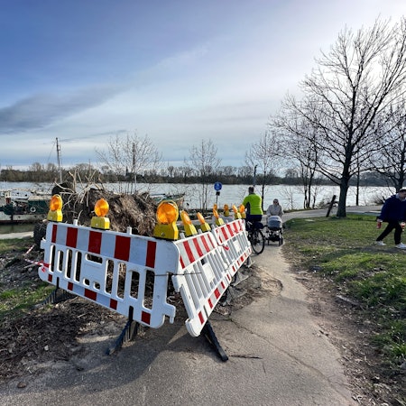 Ein Baumstumpf ist von Baken umstellt, dahinter ist der Rhein zu sehen.