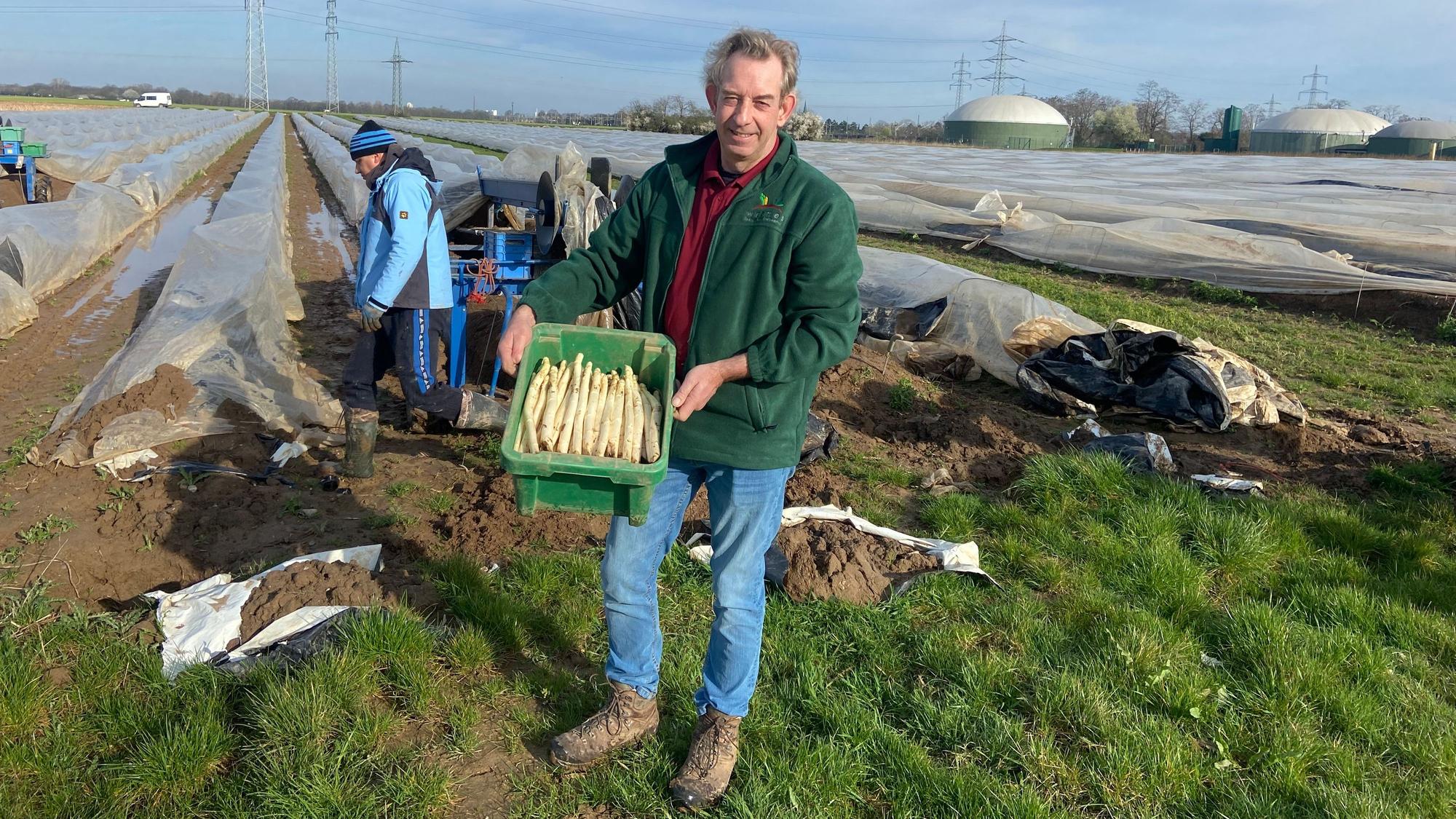 Ein Mann zeigt frisch geernteten Spargel auf einem Feld.