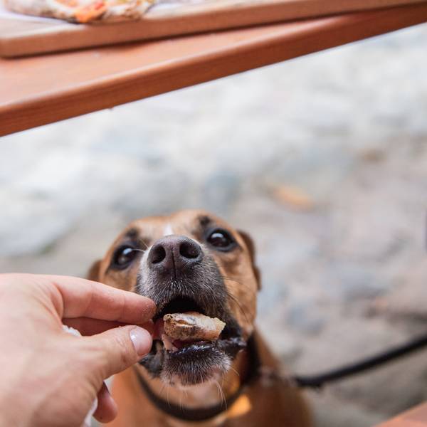 Ein Hund bekommt ein Stück Keks zu fressen.