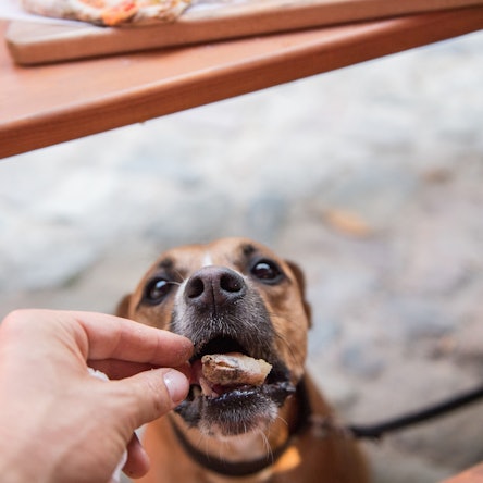 Ein Hund bekommt ein Stück Keks zu fressen.