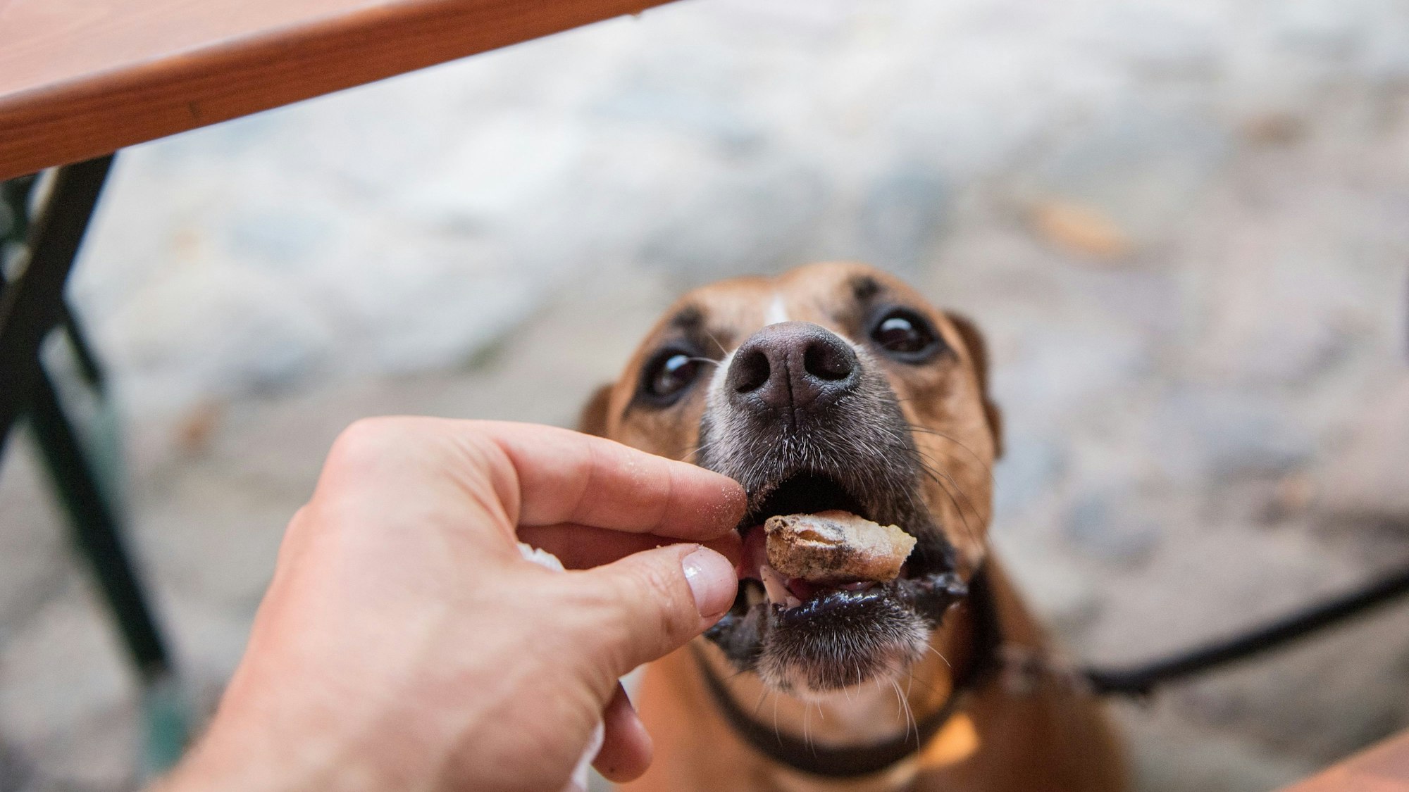 Ein Hund bekommt ein Stück Keks zu fressen.