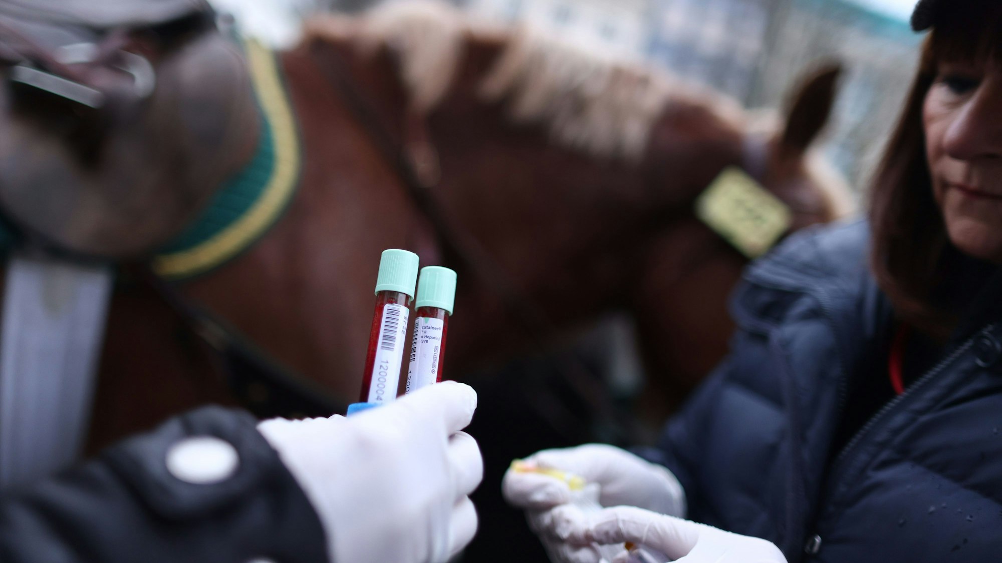 Eine Frau hält zwei Röhrchen mit Blut vor einem Pferd.