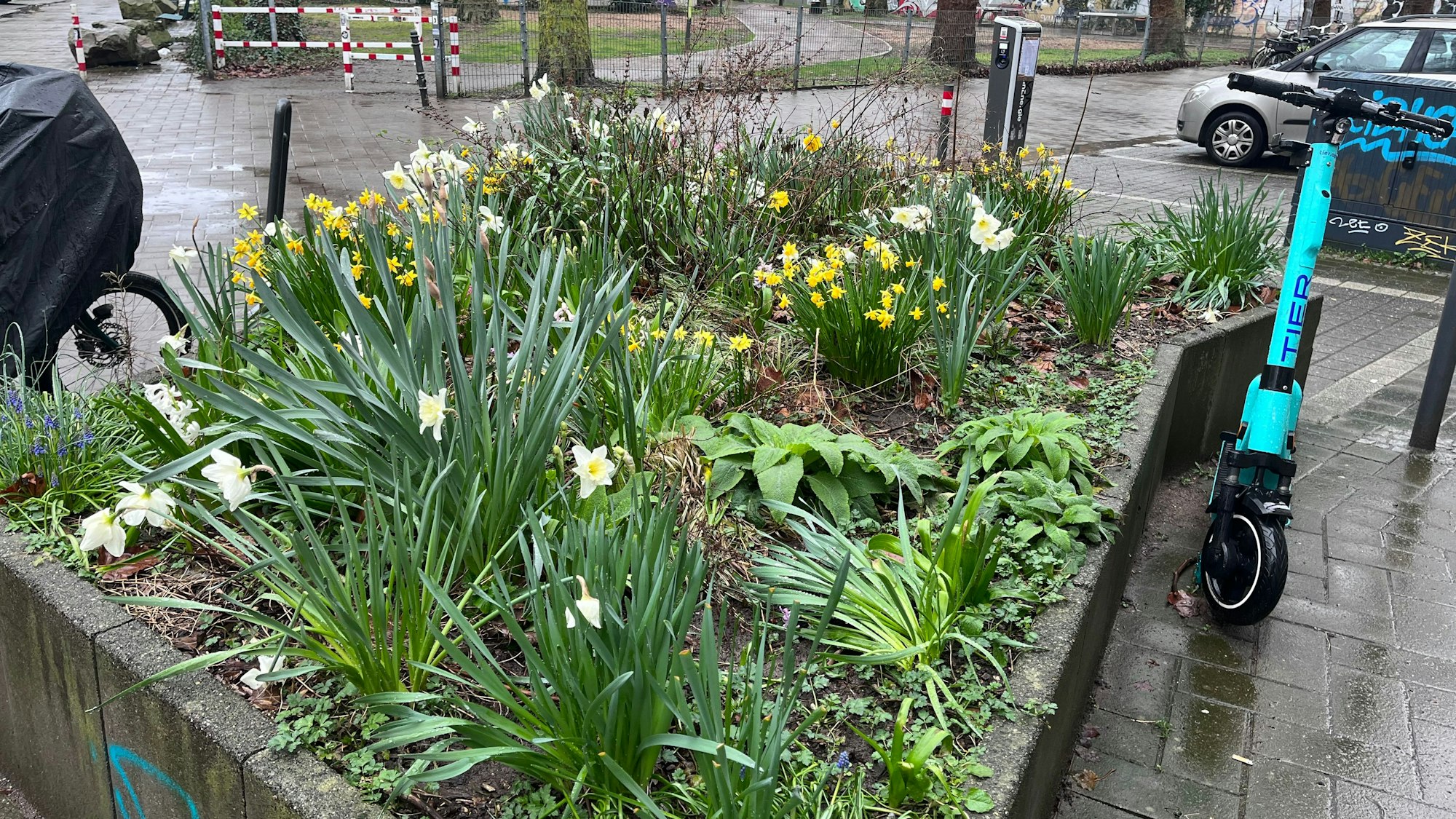 Ein Beet mit Narzissen ist an einer verkehrsberuhigten Straße.