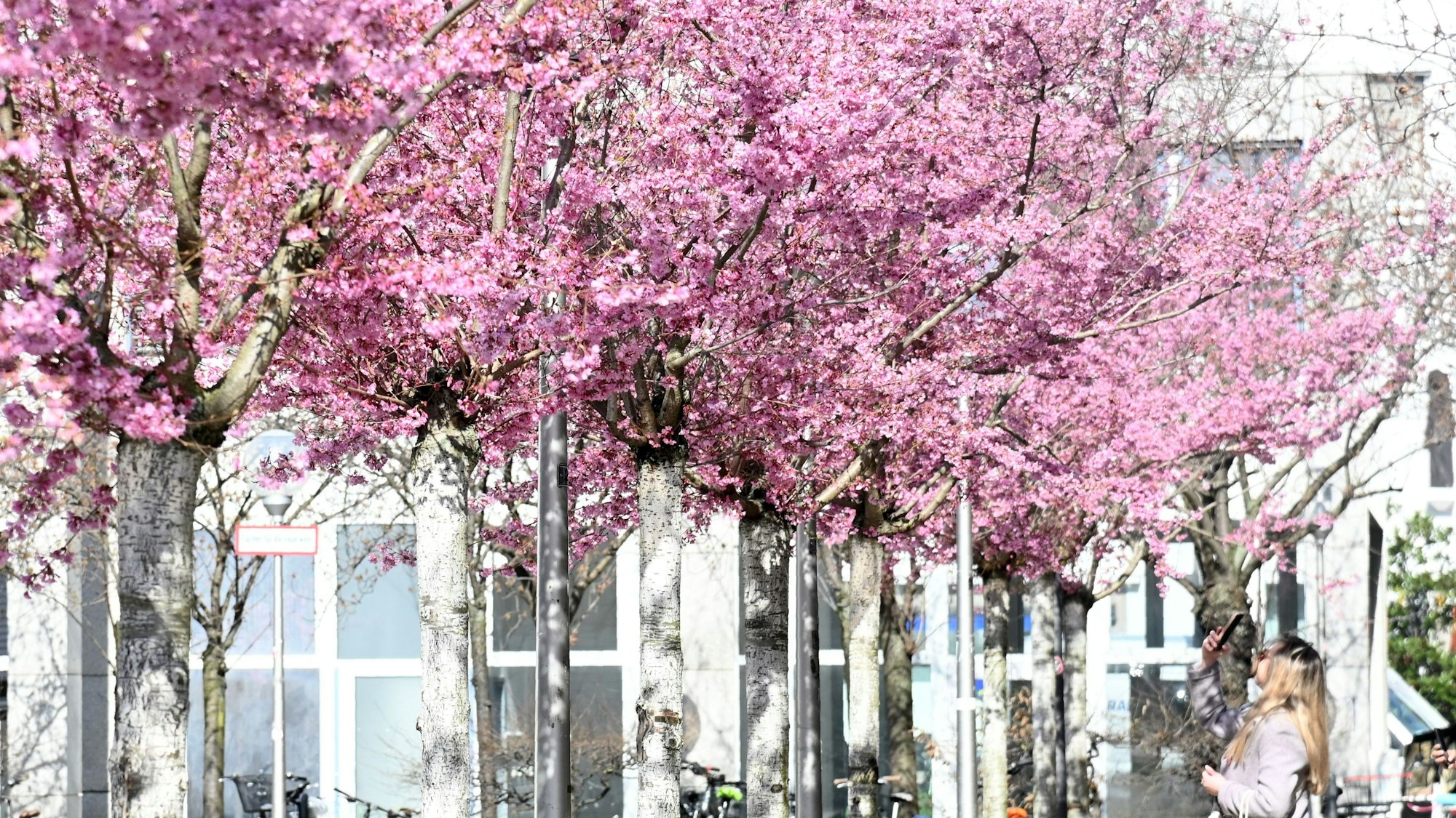 Kirschblütenbäume in Reihe, eine Frau fotografiert mit ihrem Smartphone die Blüten