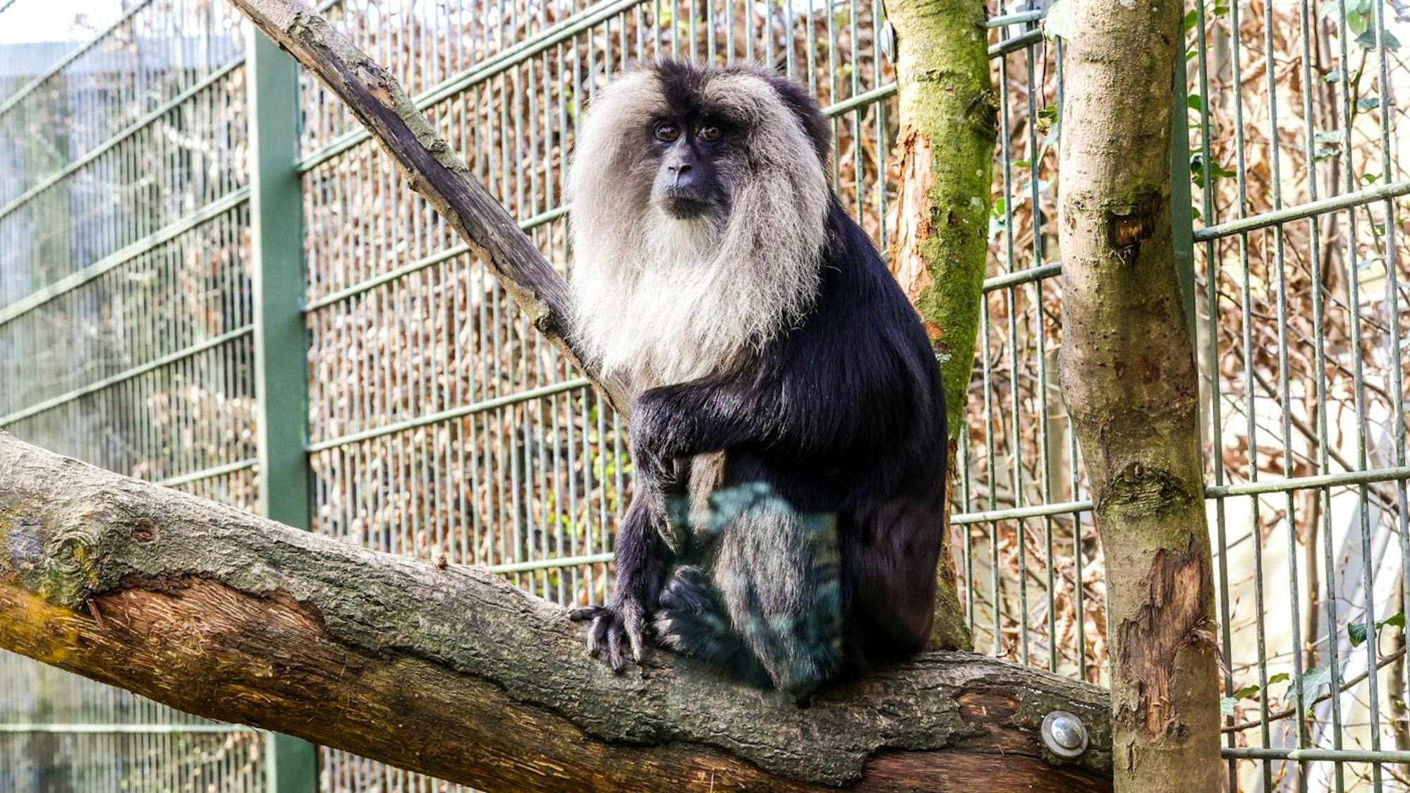 Zwei Weibchen haben nun ihr neues Zuhause im Kölner Zoo.
