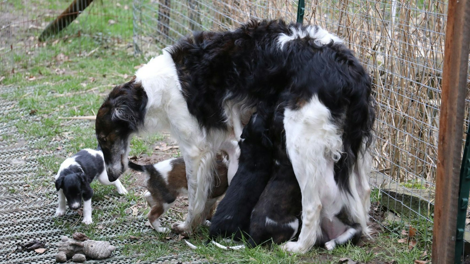 Einige Welpen trinken bei ihrer Mutter.