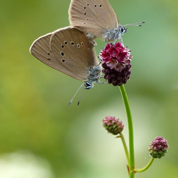 Der seltene Wiesenknopf-Ameisenbläuling ist auf den Großen Wiesenknopf als Futterpflanze angewiesen. In Morsbach-Holpe sind jetzt Setzlinge dieser durchaus seltenen Art ausgebracht worden.