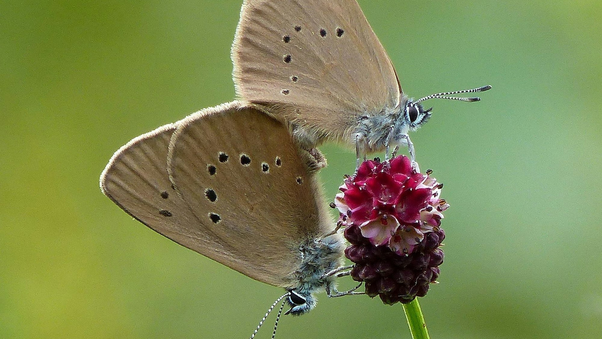 Der seltene Wiesenknopf-Ameisenbläuling ist auf den Großen Wiesenknopf als Futterpflanze angewiesen. In Morsbach-Holpe sind jetzt Setzlinge dieser durchaus seltenen Art ausgebracht worden.