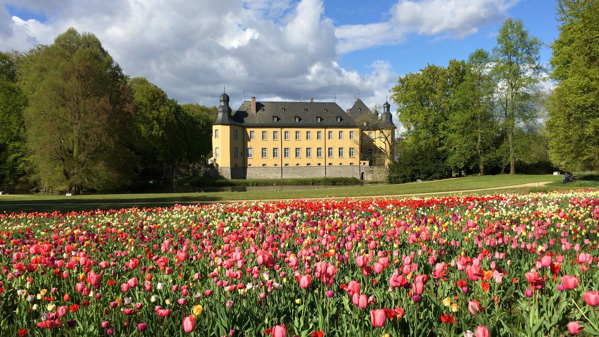 Frühling auf Schloss Dyck mit Tulpenwiese vor dem Schloss.