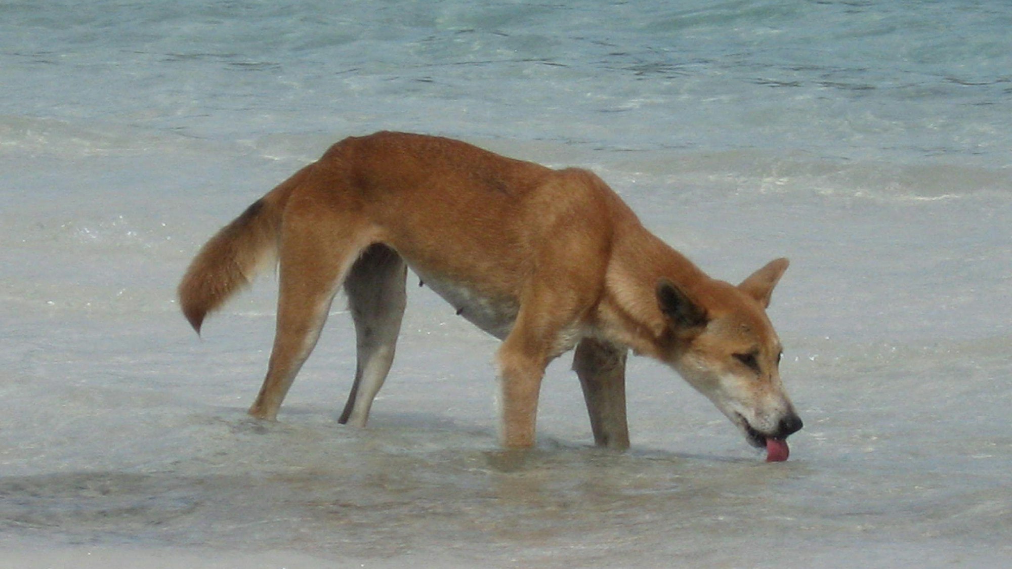 Ein Bild der Fraser Island Dingo Preservation Group zeigt einen Dingo beim Trinken am Süßwassersee McKenzie auf K'gari (Fraser Island) in Queensland, Australien.