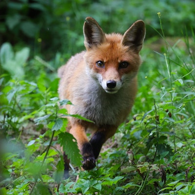 Eine Füchsin läuft durch ihr Gehege in einem Wildpark.