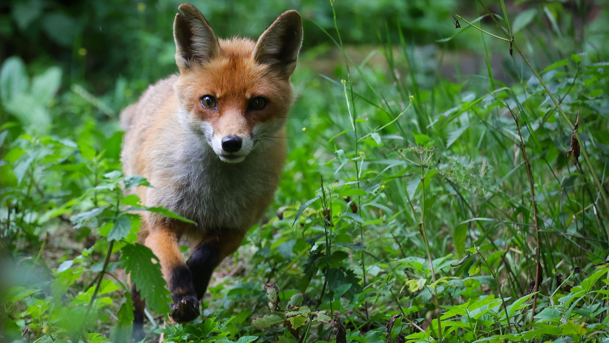 Eine Füchsin läuft durch ihr Gehege in einem Wildpark.