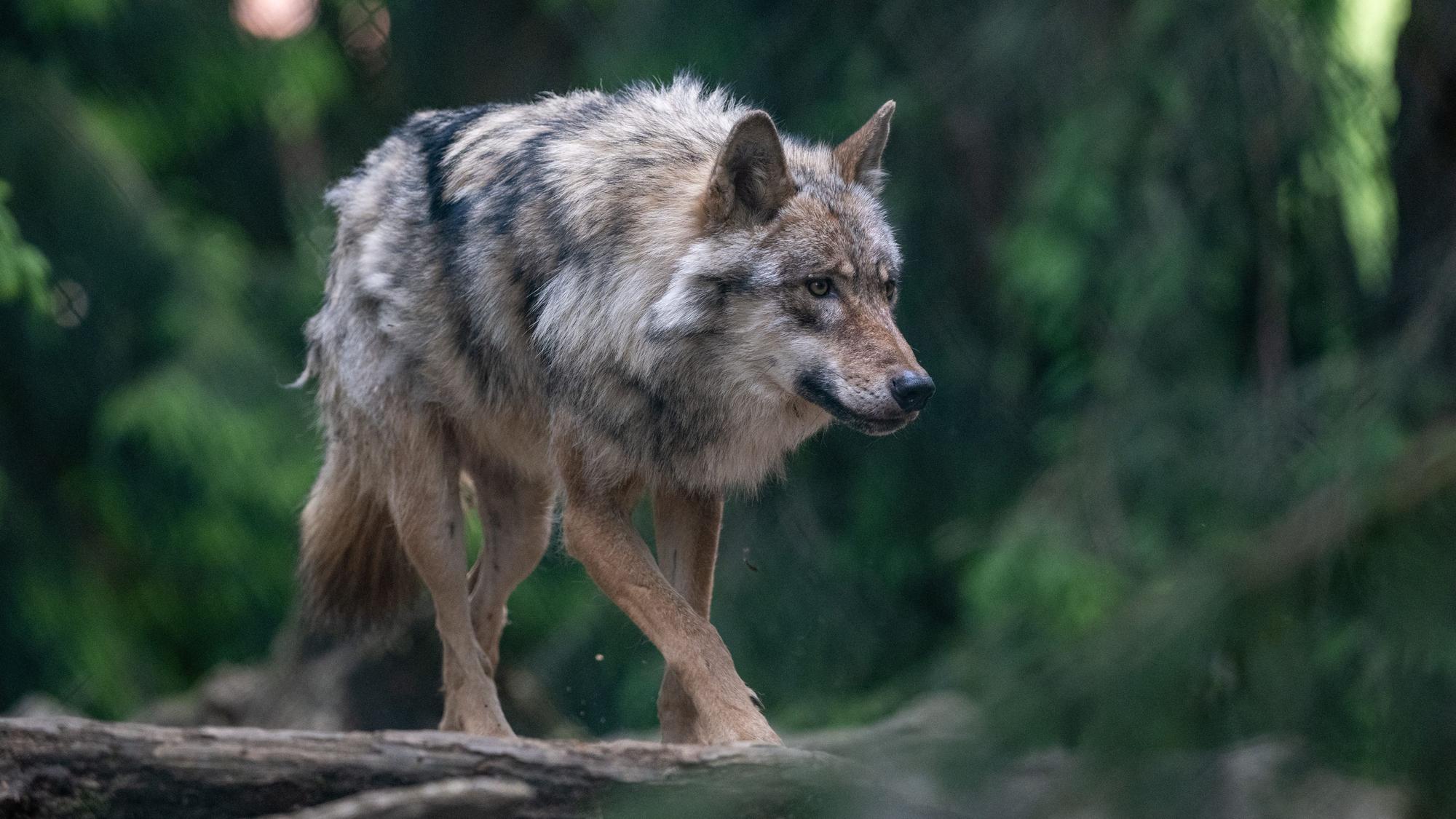Ein Wolf läuft über dicke Äste.