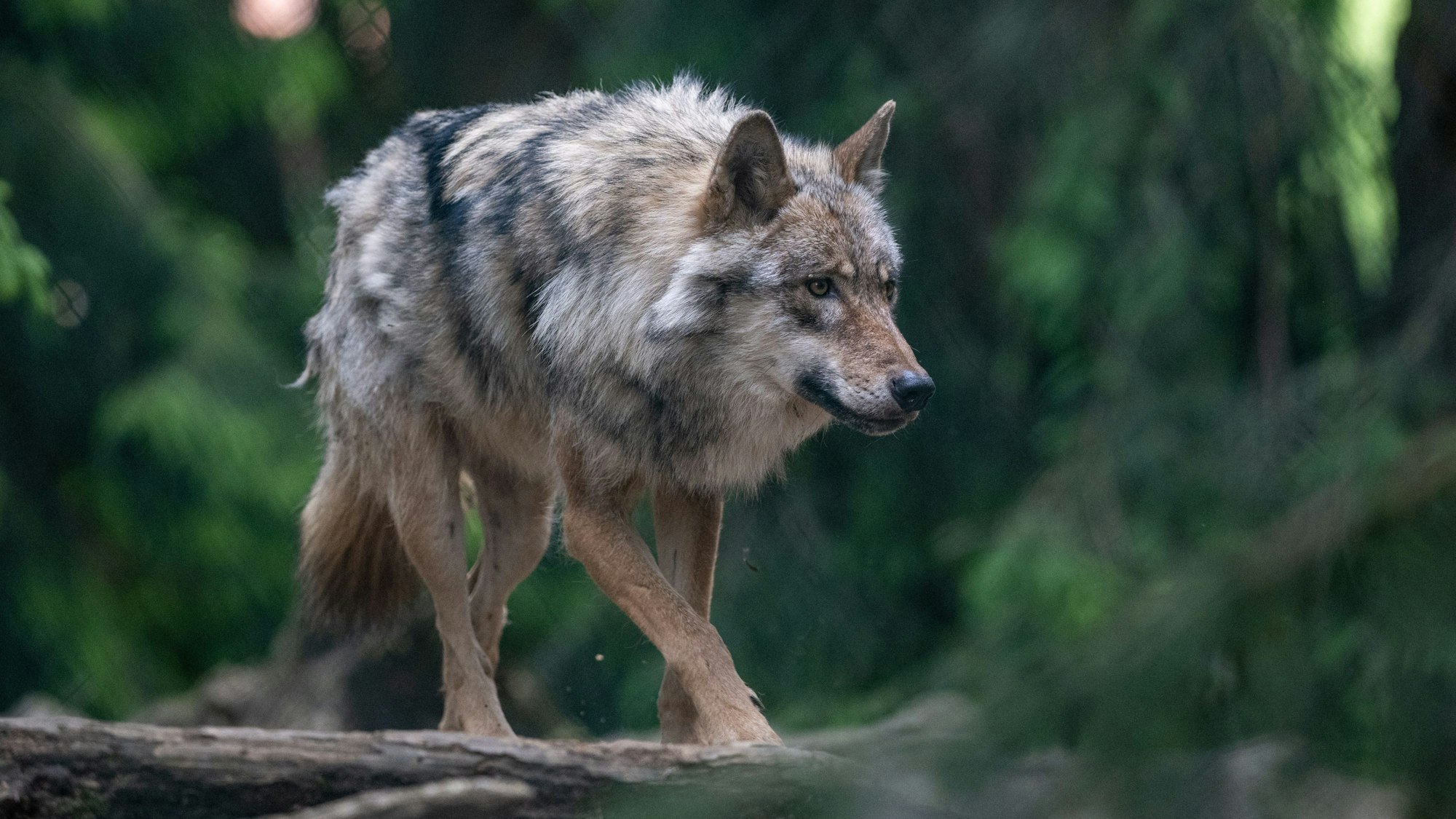 Ein Wolf läuft über dicke Äste.