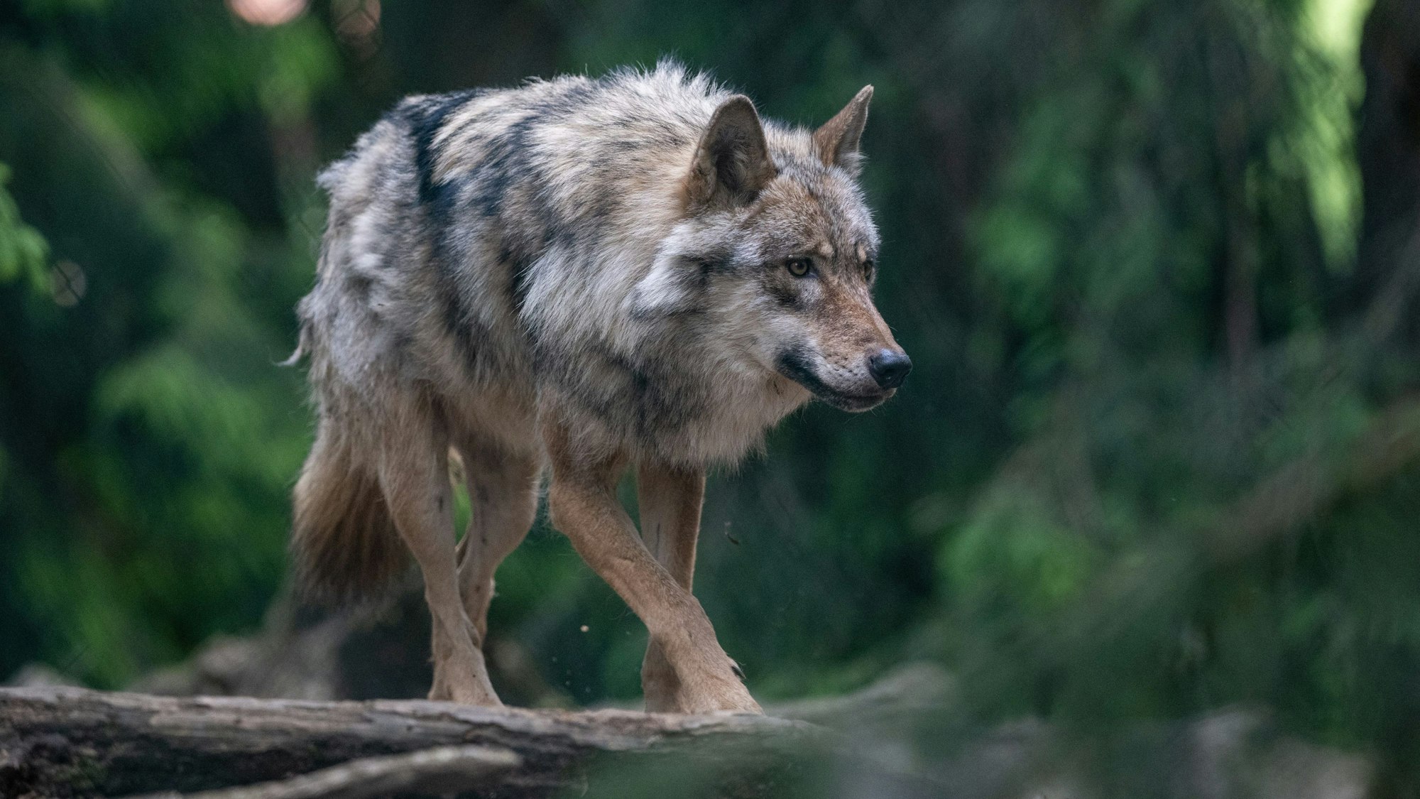 Ein Wolf spaziert im Bayerwald-Tierpark durch das Gehege
