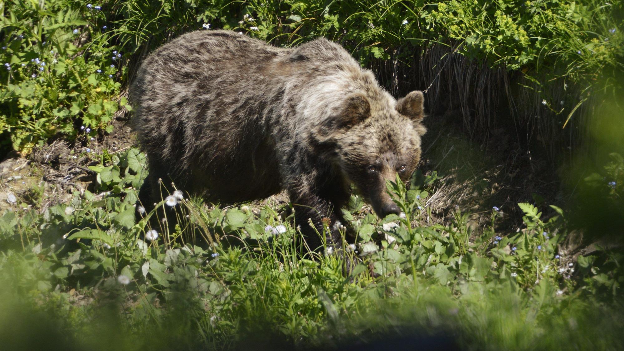 ILLUSTRATION - 21.06.2017, Slowakei, Tatranská Javorina: ARCHIV - Ein Braunbär geht im Tal Zadné Me·odoly in Tatranská Javorina.