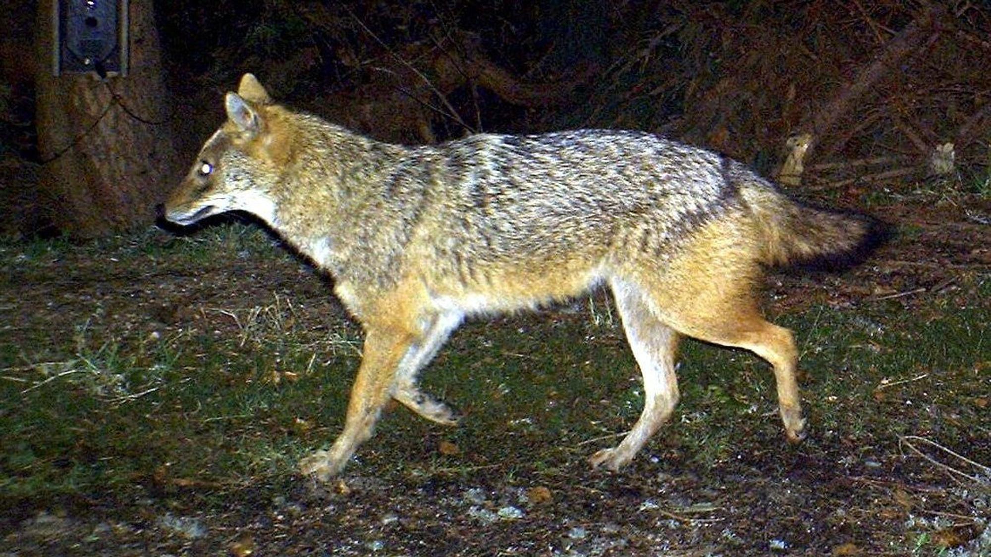 Das Foto aus dem Jahr 2012 zeigt einen Goldschakal, der im Nationalpark Bayerischer Wald (Bayern) von einer Wildkamera fotografiert wurde.