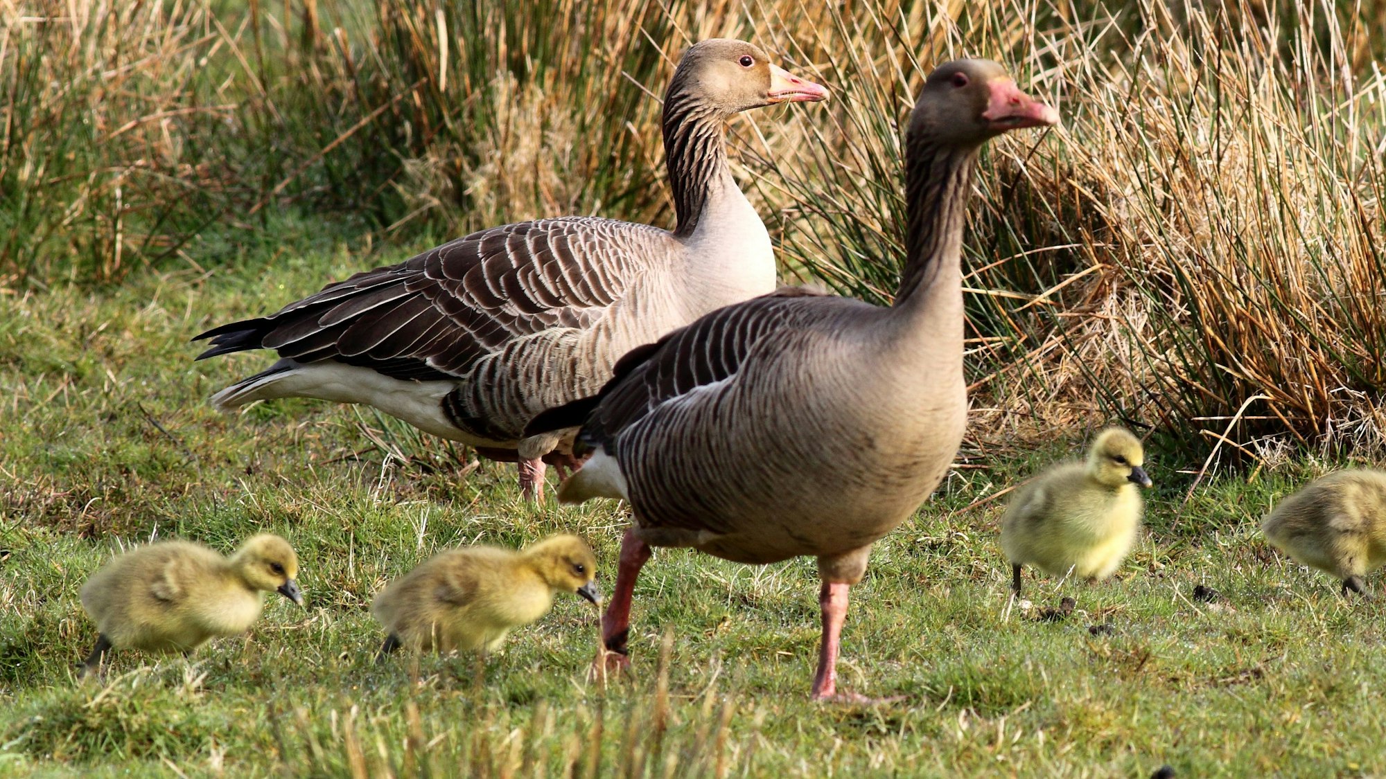 Graugans-Mama mit ihrem Nachwuchs