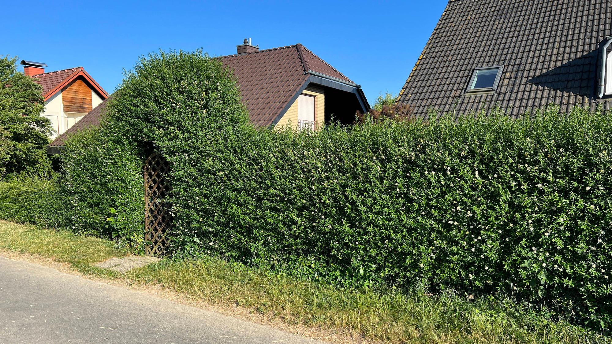 Eine Liguster