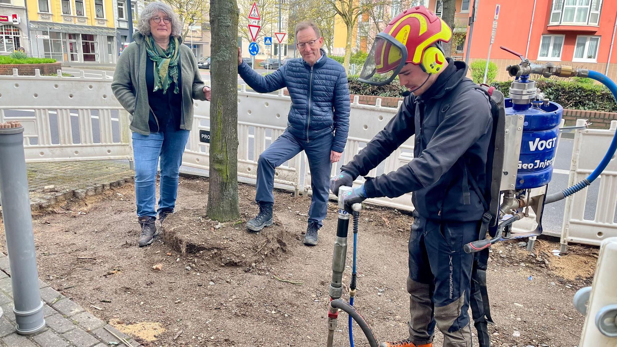 Ein Fachmann lockert die Erde rund um das Wurzelwerk eines Straßenbaums auf.