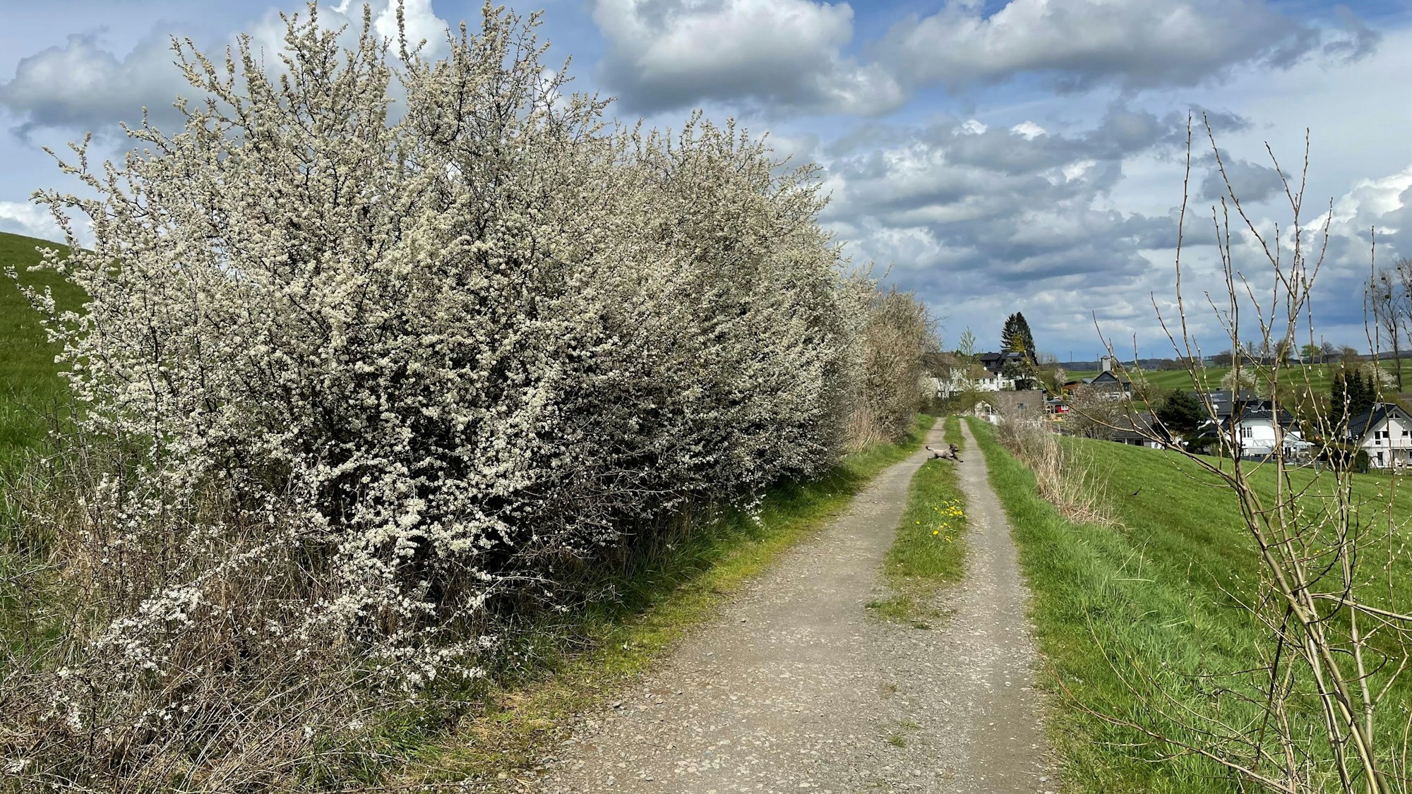 Blühender Weißdorn am Wegesrand.