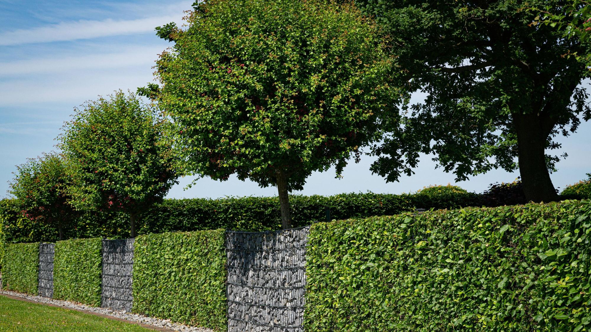 Ein Gabionenzaun im Wechsel mit einer Hainbuchenhecke als Sichtschutz einer privaten Gartenanlage.