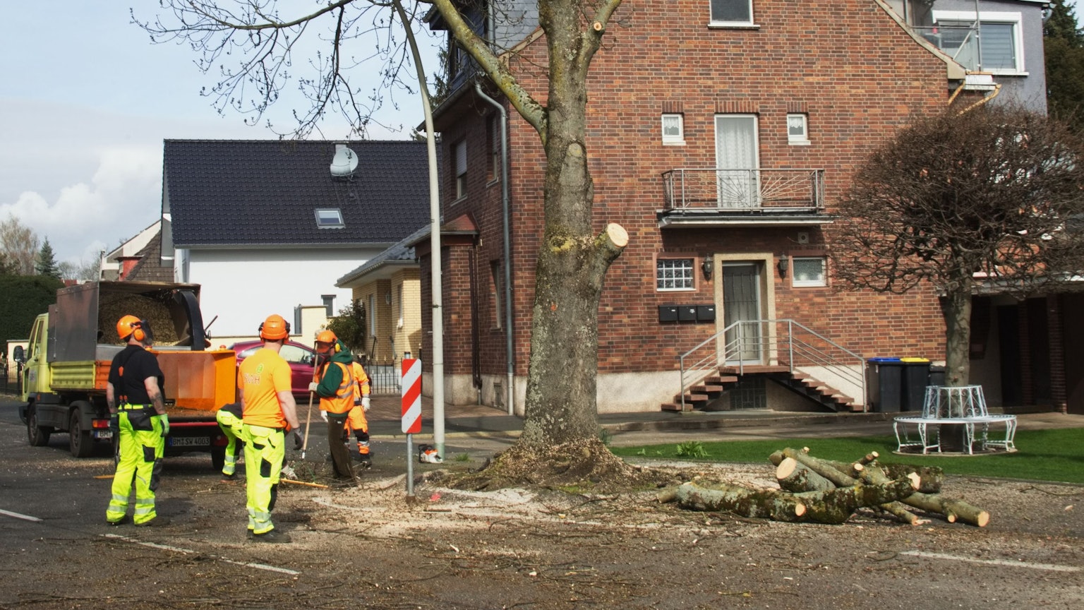 Auf dem Foto sind Fällarbeiten an der Bachemer Straße in Hürth zu sehen.