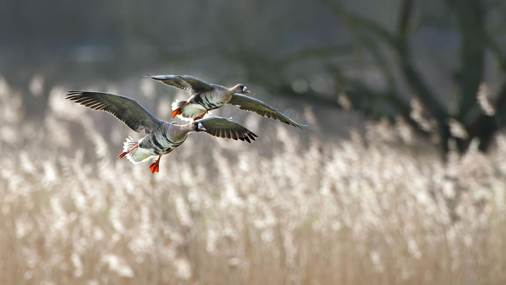 Blassgänse landen im Vogelschutzgebiet Unterer Niederrhein.