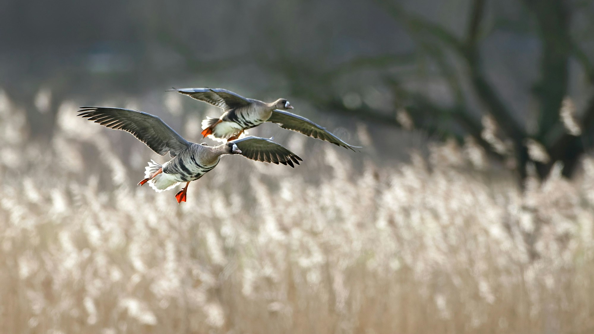 Blassgänse landen im Vogelschutzgebiet Unterer Niederrhein.
