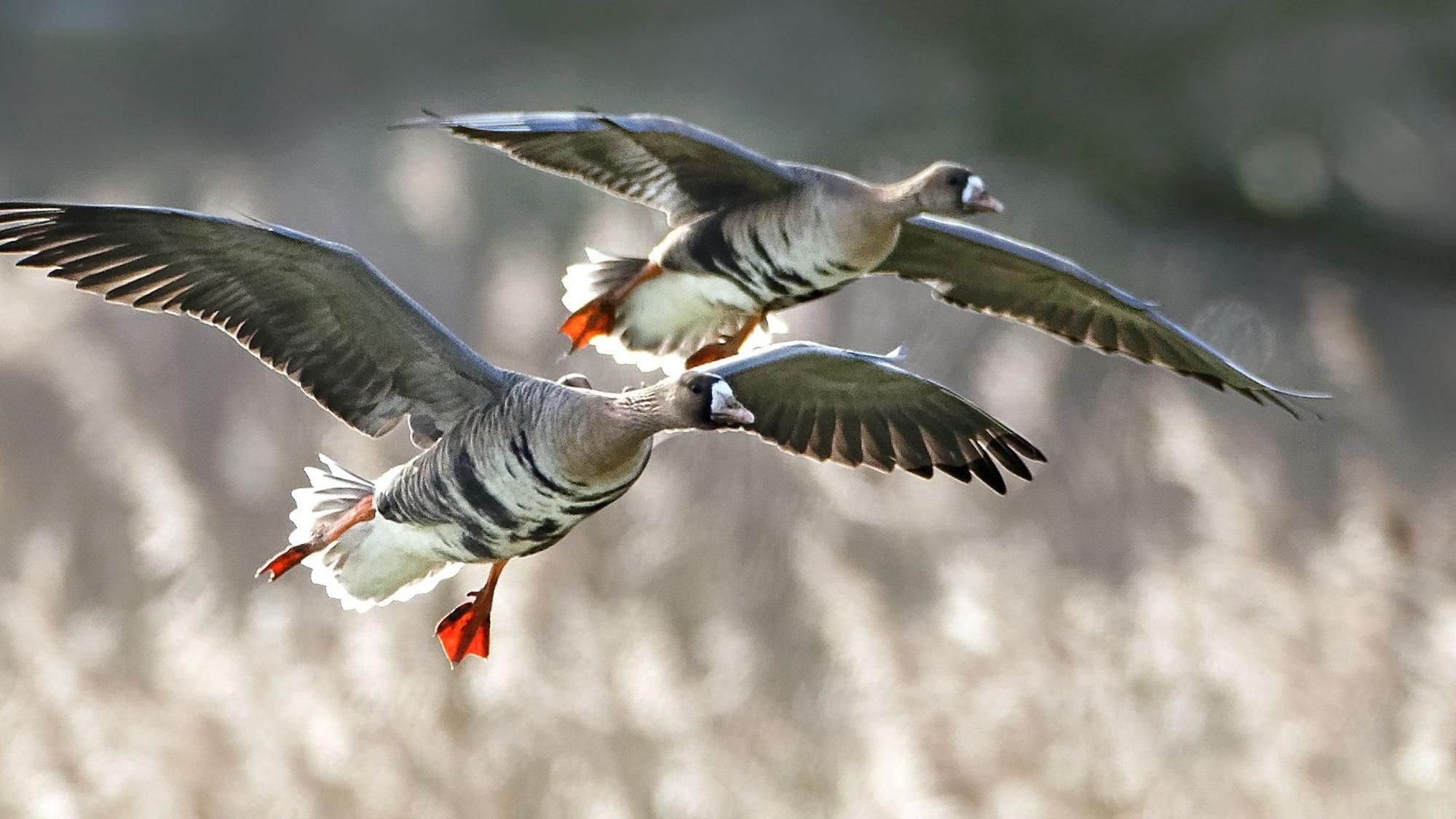 Blassgänse landen im Vogelschutzgebiet Unterer Niederrhein.