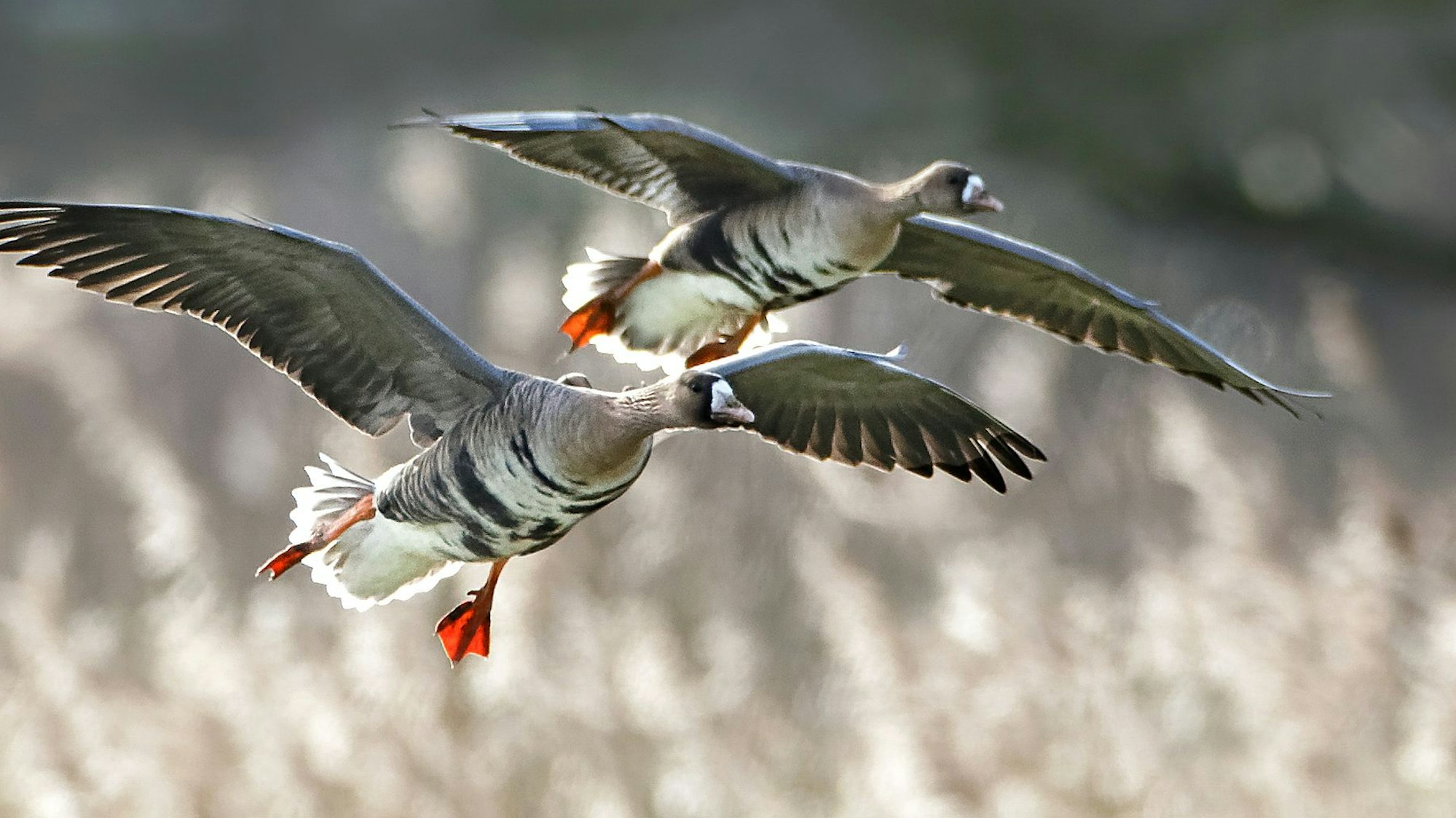 Blassgänse landen im Vogelschutzgebiet Unterer Niederrhein.