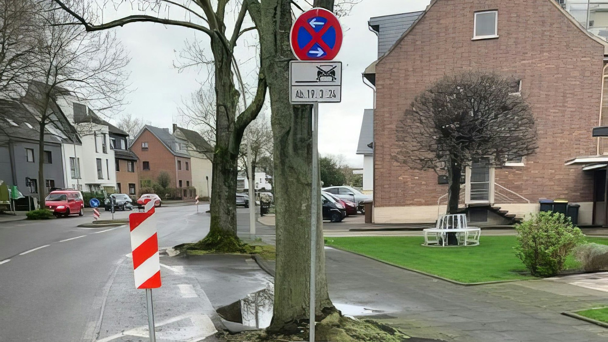 Auf dem Foto sind Eschen an der Bachemer Straße in Gleuel zu sehen.