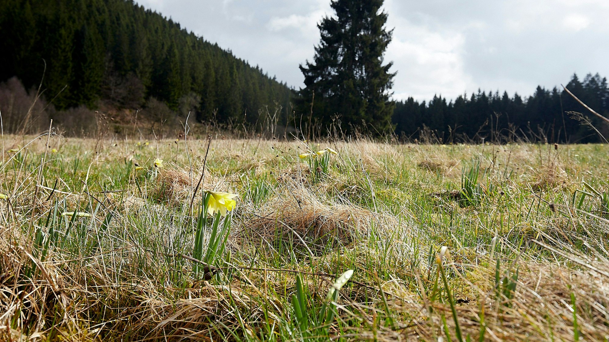 Eine einzelne Narzisse blüht auf einer Wiese im Oleftal.