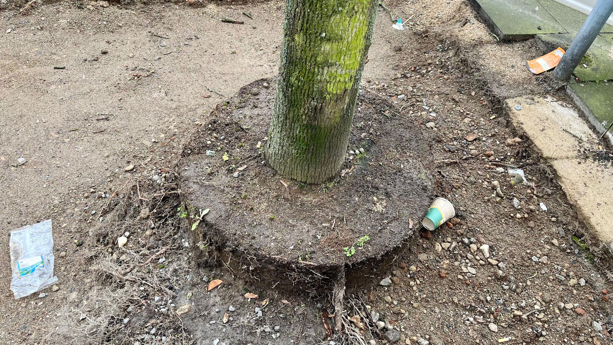 An diesem Baum ist noch gut zu erkennen, wo der enge Betonring saß.