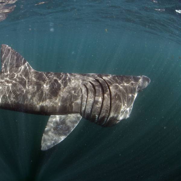 Basking shark (Cetorhinus maximus) Mull, Scotland, June 2009 PUBLICATIONxINxGERxSUIxAUTxONLY 1268543 WildxWondersxofxEuropexSß