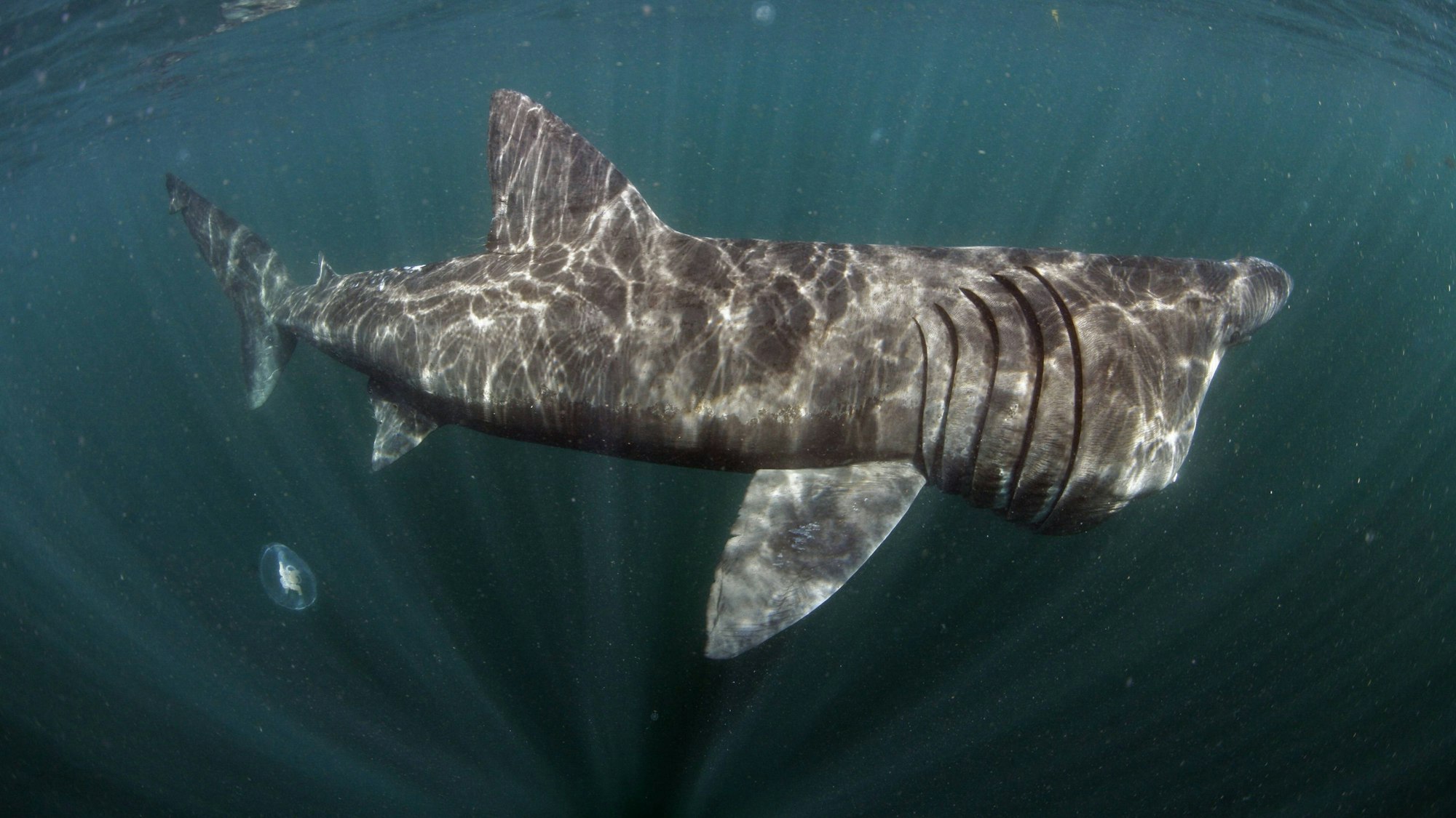 Basking shark (Cetorhinus maximus) Mull, Scotland, June 2009 PUBLICATIONxINxGERxSUIxAUTxONLY 1268543 WildxWondersxofxEuropexSß