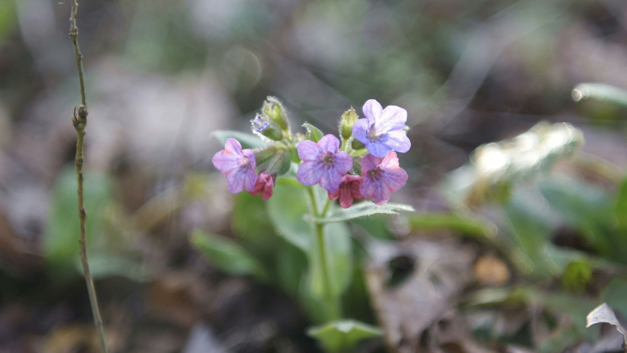 Ein Lungenkraut blüht rosa und blau auf dem Waldboden des Euskirchener Stadtwalds