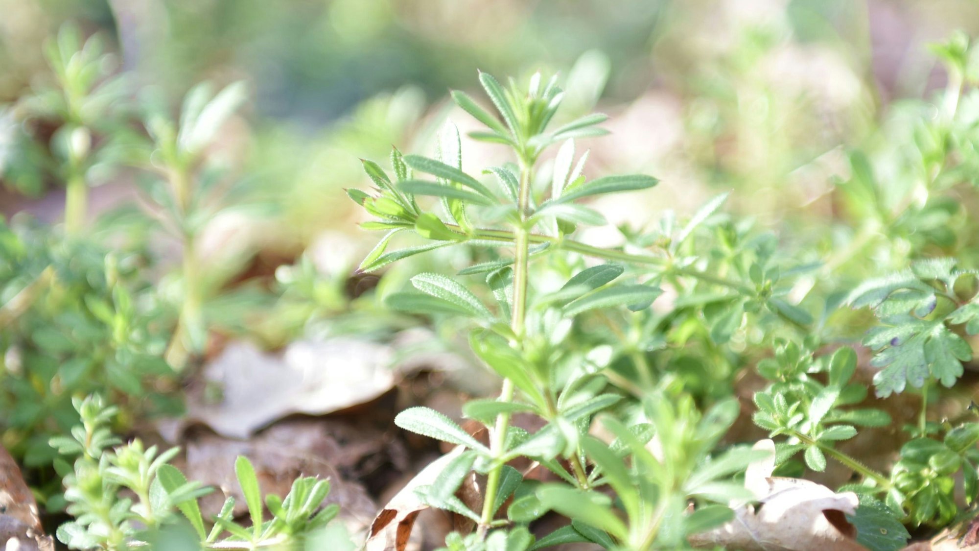 Mehrere Stängel Klettenlabkraut räkeln sich der Sonne entgegen.