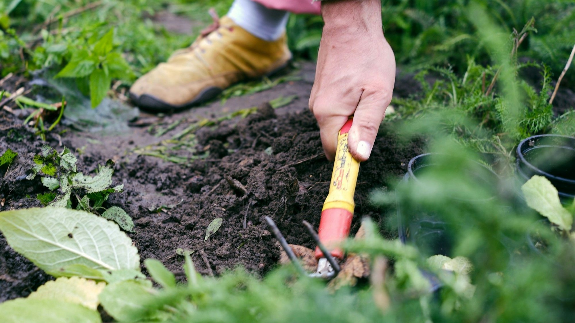 Ein Mann jätet Unkraut in einem Beet
