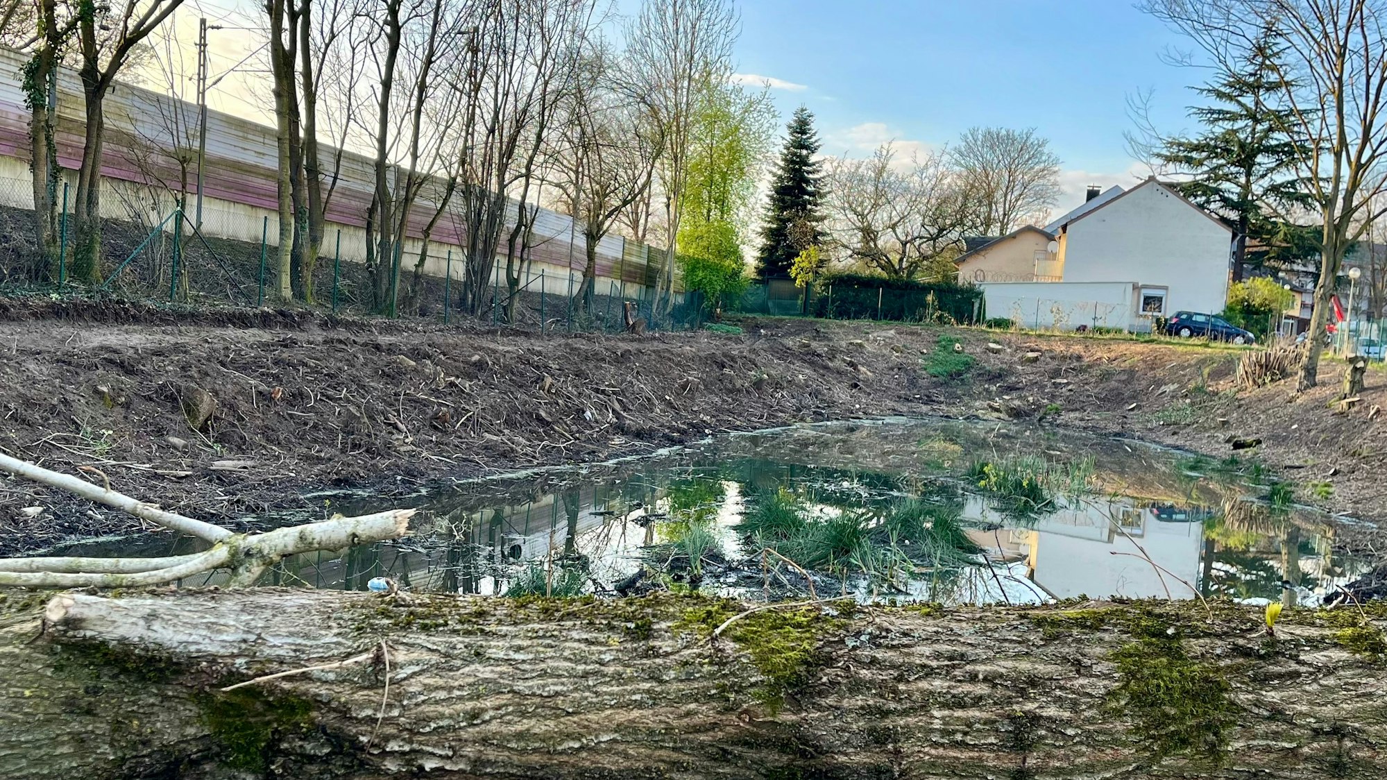 Kahlschlag an der Carlo-Mierendorf-Straße in Alkenrath.